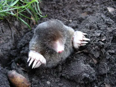 How To Get Rid Of Moles