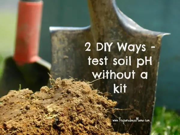 How To Test Your Soil pH Without a Kit