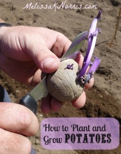 How to Plant and Grow Potatoes