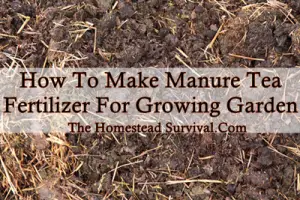 How To Make Manure Tea Fertilizer For Garden 