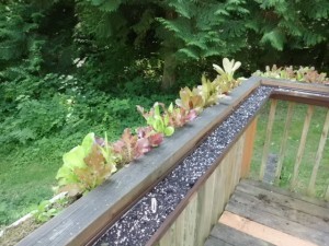 Gutter Gardening on the Deck DIY Project