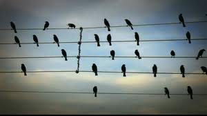 Birds on a Wire Music