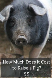 How Much Does It Cost to Raise A Pig?
