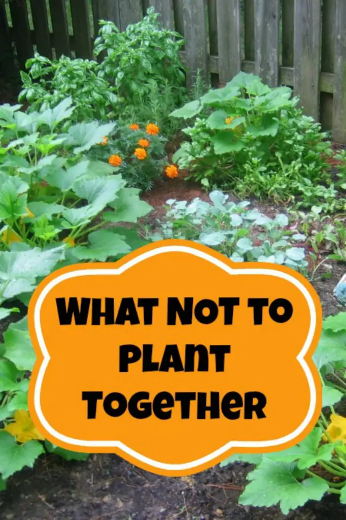 Garden Plants That Are Not Companions