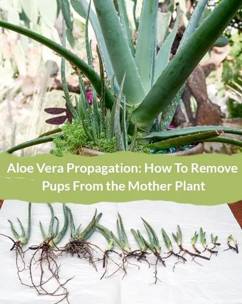 How To Propagate Aloe Vera Plants for Natural First Aid Burn Treatment