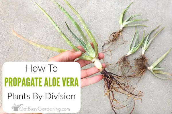 How To Propagate Aloe Vera Plants for Natural First Aid Burn Treatment