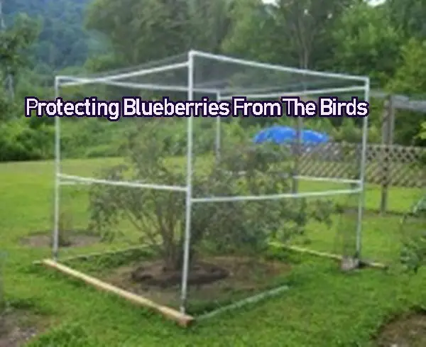 Protecting Blueberries From The Birds