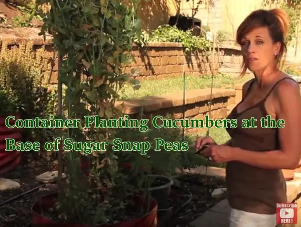 Container Planting Cucumbers at the Base of Sugar Snap Peas