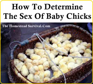 How_To-Determine-The-Sex-Of-Chicks