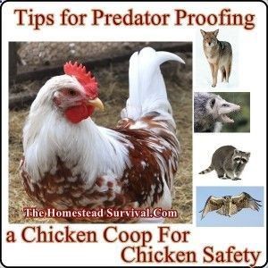 Tips for Predator Proofing a Chicken Coop For Chicken Safety