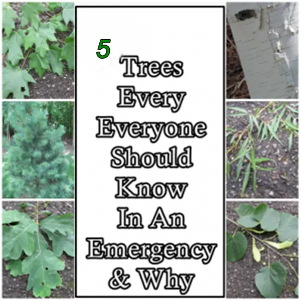 6-Trees-Every-Everyone-Should-Know-In-An-Emergency-and-Why