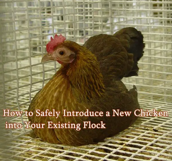 How to Safely Introduce a New Chicken into Your Existing Flock