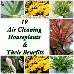 19 Air Cleaning Houseplants 