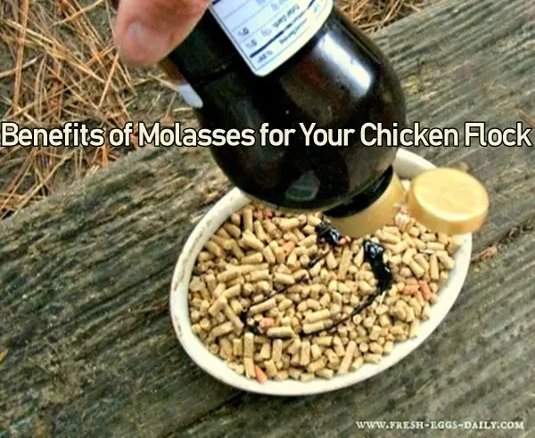 Benefits of Molasses for Your Chicken Flock