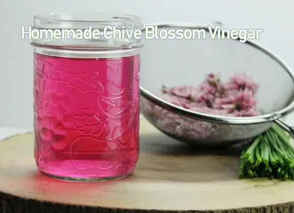 Homemade Chive Blossom Vinegar