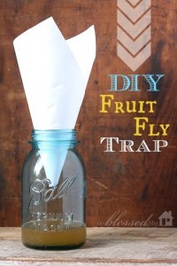 How To Make A Fruit Fly Trap