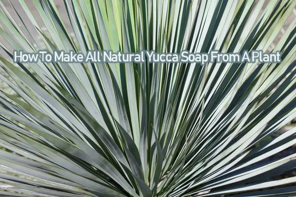 How To Make All Natural Yucca Soap From A Plant