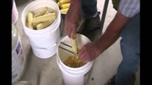 How-To-Quickly-De-kernel-Corn-For-Canning-Freezing-Dehydrating