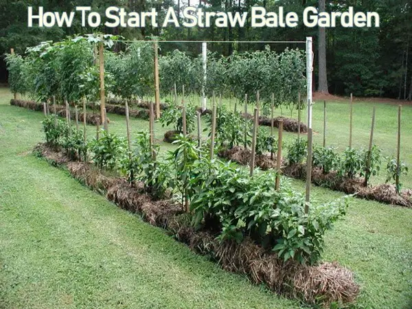 How To Start A Straw Bale Garden