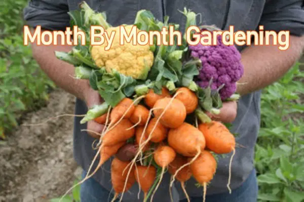 Month By Month Gardening