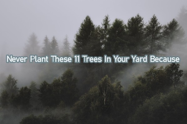 Never Plant These Trees In Your Yard Because