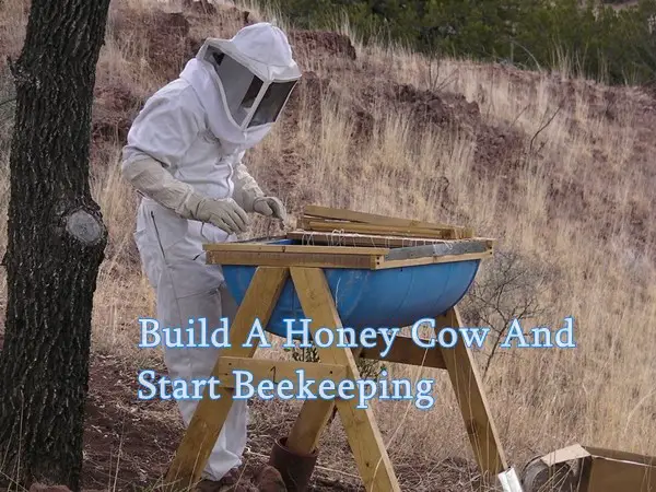 Build A Honey Cow And Start Beekeeping