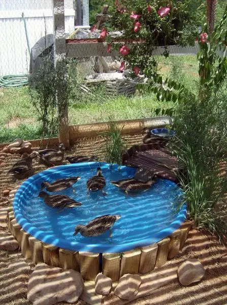 Easy Clean Duck Pond