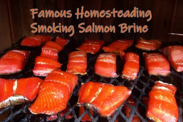 Famous Homesteading Smoking Salmon Brine