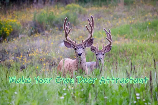 Make Your Own Deer Attractant
