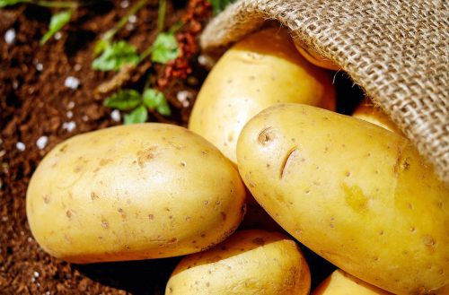planting potatoes in fall