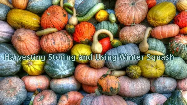 Harvesting Storing and Using Winter Squash