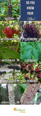 Guide To The Elderberry Identification 
