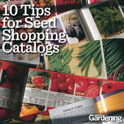 Top 10 Tips for Seed Shopping from Catalogs For Spring Gardening