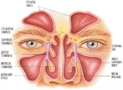 Get Relief From Sinusitis At Home Naturally Using Essential Oils