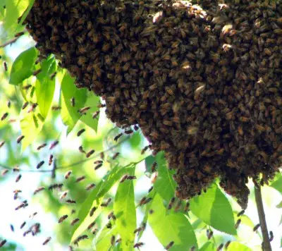 Help Your Honey Bound Hive Before They Swarm