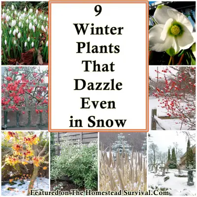 9 Winter Plants That Dazzle Even in Winter Snow