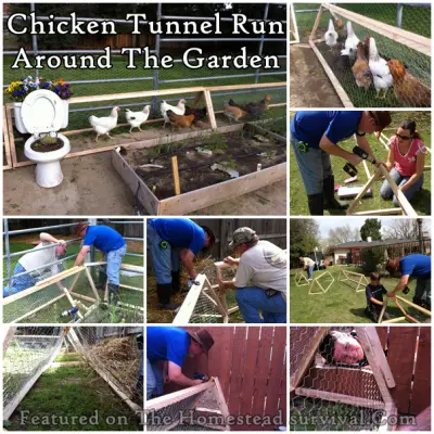Chicken Tunnel Run Around The Garden