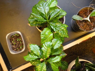 How to Keep a Houseplant Alive  Indoor Gardening 