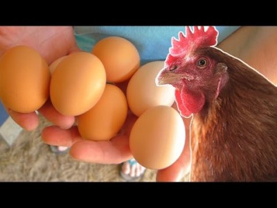 How To Keep Your Chickens Laying All Year For Many Years