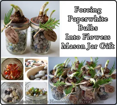 Forcing Paperwhite Bulbs Into Flowers Mason Jar Gift