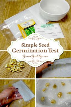 Simple Seed Germination Test for Gardening