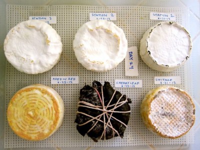 Basic Steps of How to Make Cheese