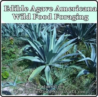 Edible Agave Americana Wild Food Foraging
