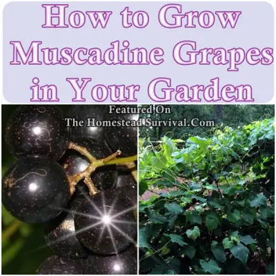 How to Grow Muscadine Grapes in Your Garden