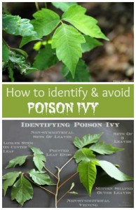 How To Identify and Avoid Poison Ivy - The Homestead Survival