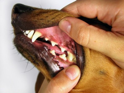 Caring for Your Pet Dog's Mouth and Teeth