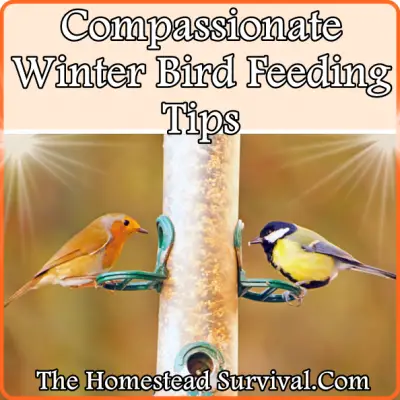 Compassionate Winter Bird Feeding Tips