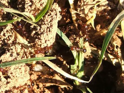 Controlling Fire Ants-homestead survival