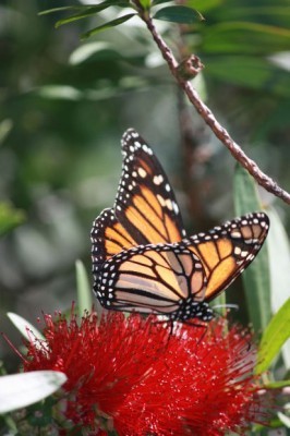 Help Save The Monarch From Extinction
