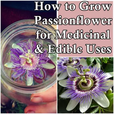 How to Grow Passionflower for Medicinal and Edible Uses